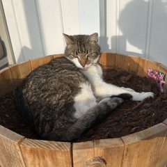 Kiwi