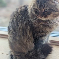 Atlas