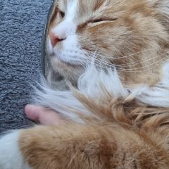 Herr Gizmo 🐱 "Spionalias: Mr Gizzemoe 😎" (Tallbarrsvägen 17)