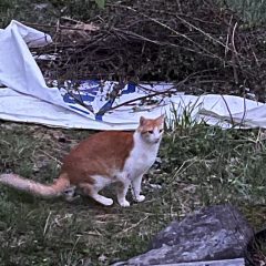 Simba