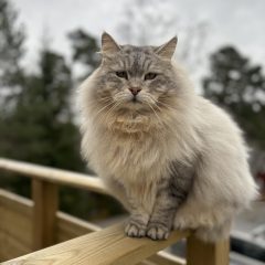 Walter