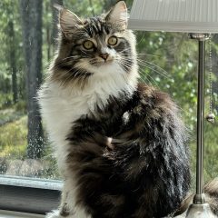 Akila