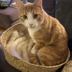 Finn Lunkentuss II Nilsson