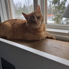 Simba
