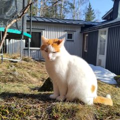 Pollux