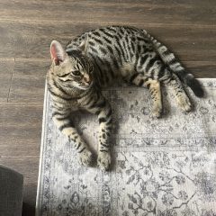 Milo