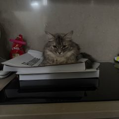 Stella