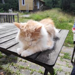 Simba