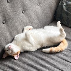 Pollux